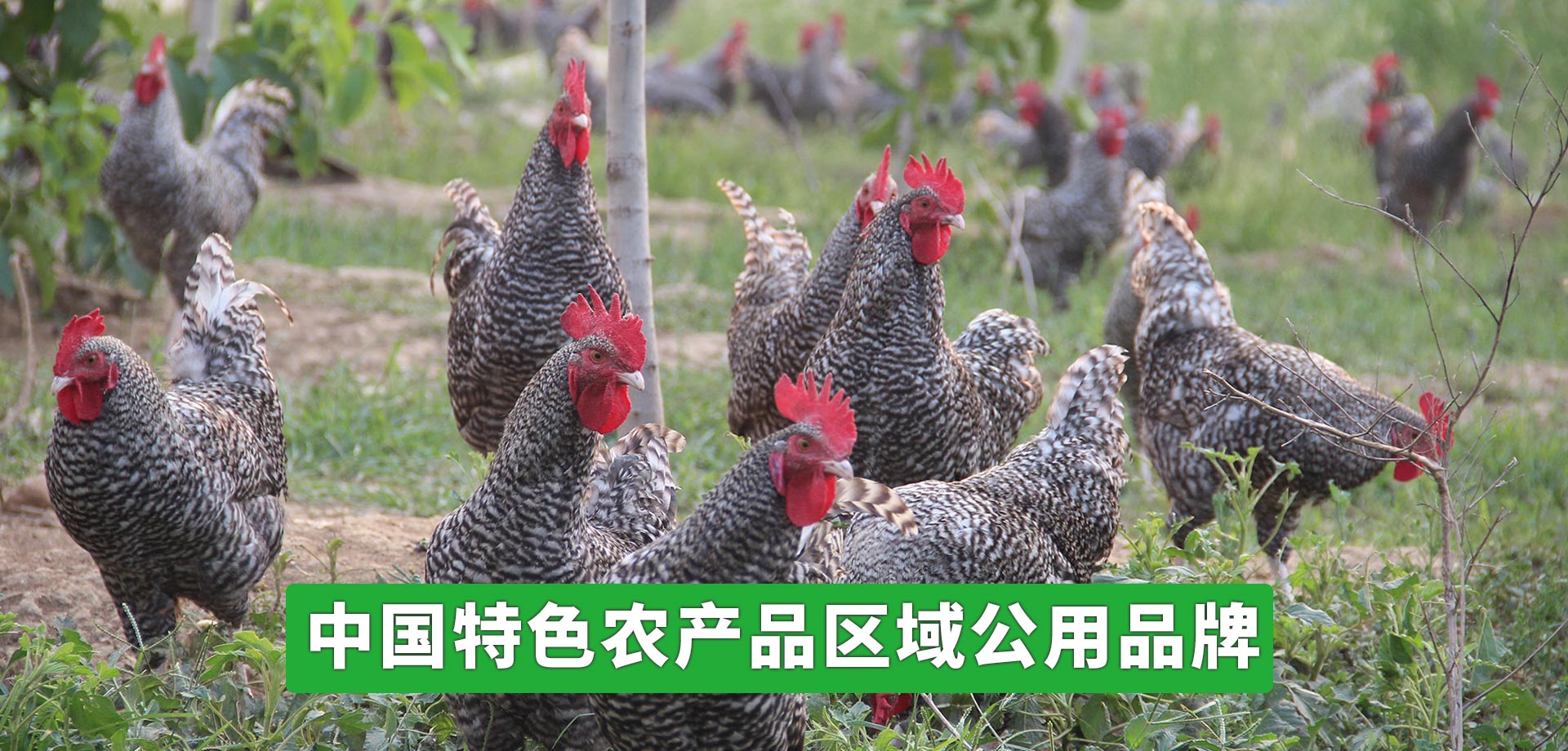 樹(shù)枝粉碎機(jī)